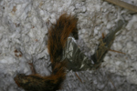 IMG_1602, Squirrel Carcass 1.JPG